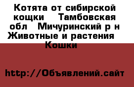 Котята от сибирской кощки. - Тамбовская обл., Мичуринский р-н Животные и растения » Кошки   